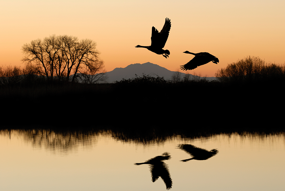 The silhouettes of geese as they fly over a lake while the sunset burns bronze, orange and auburn over the hills in the background