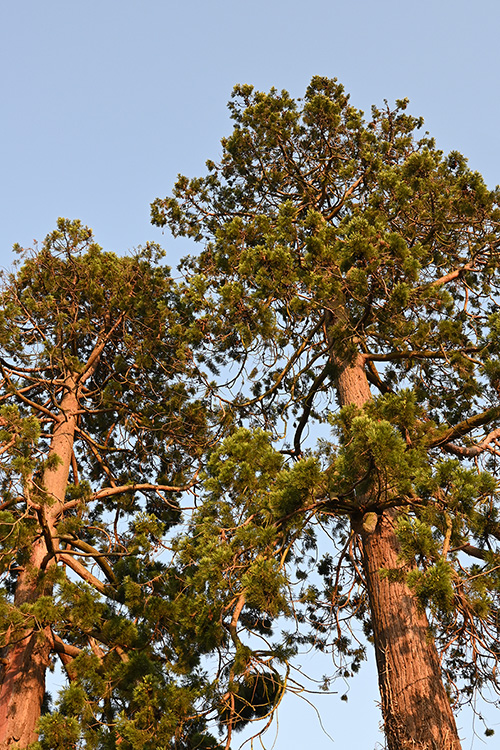 Trees taken on a Nikon Z fc