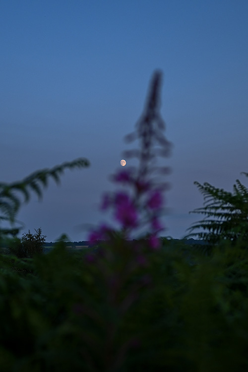 Flower and moon taken on Nikon Z fc
