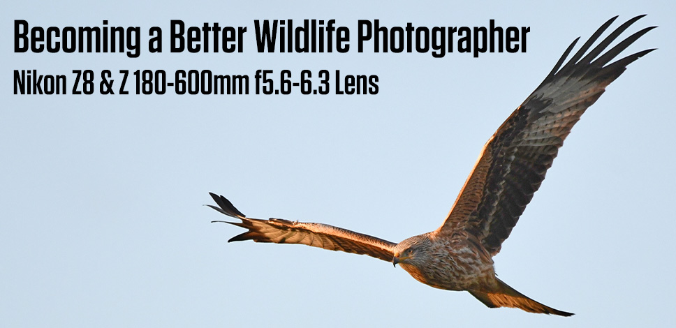 Becoming a Better Wildlife Photographer with the Nikon Z8 & 180-600mm Lens