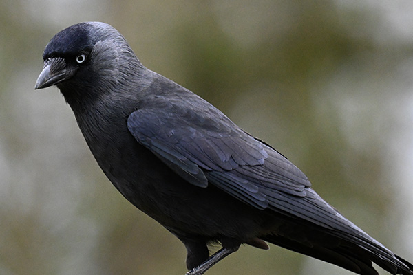 Blackbird Impressive Resolution
