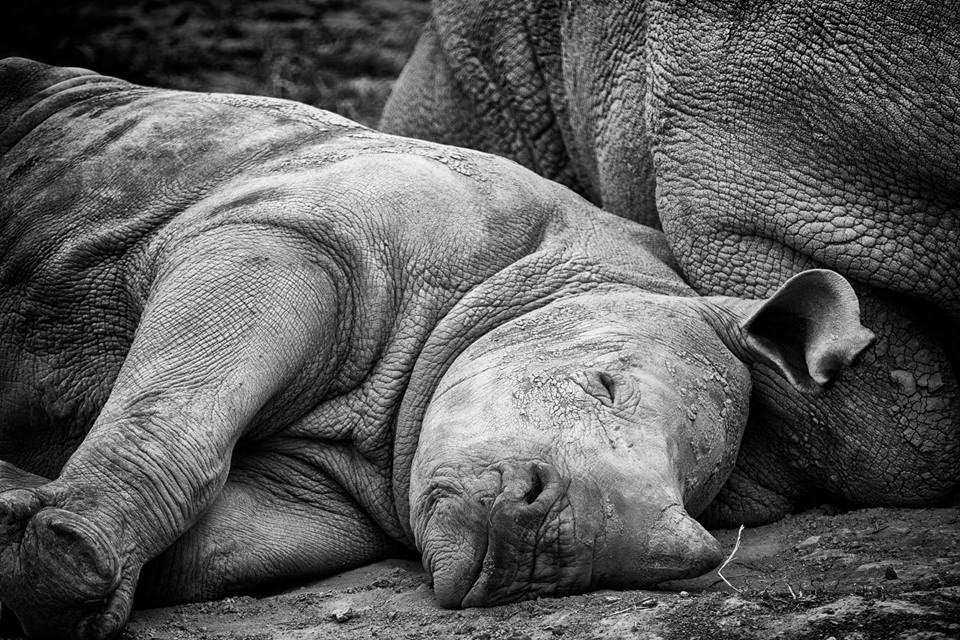 black and white photo of baby rhino lying next to mother