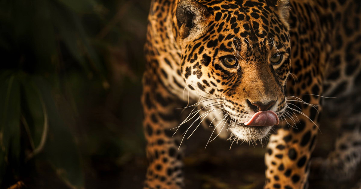 Photographing Big Cats with the Sony Alpha A9 and Sony Cyber-Shot RX10 IV