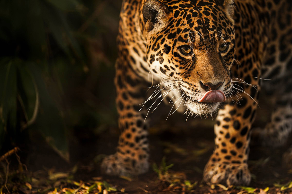 Big Cat Jaguar shot on Sony Alpha A9 