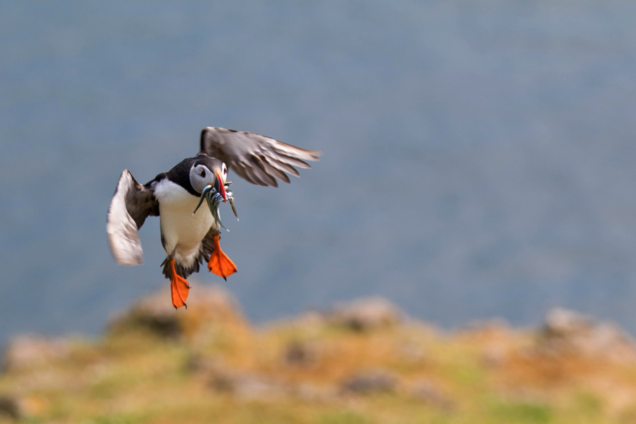 puffin in flight with sand eels in beak