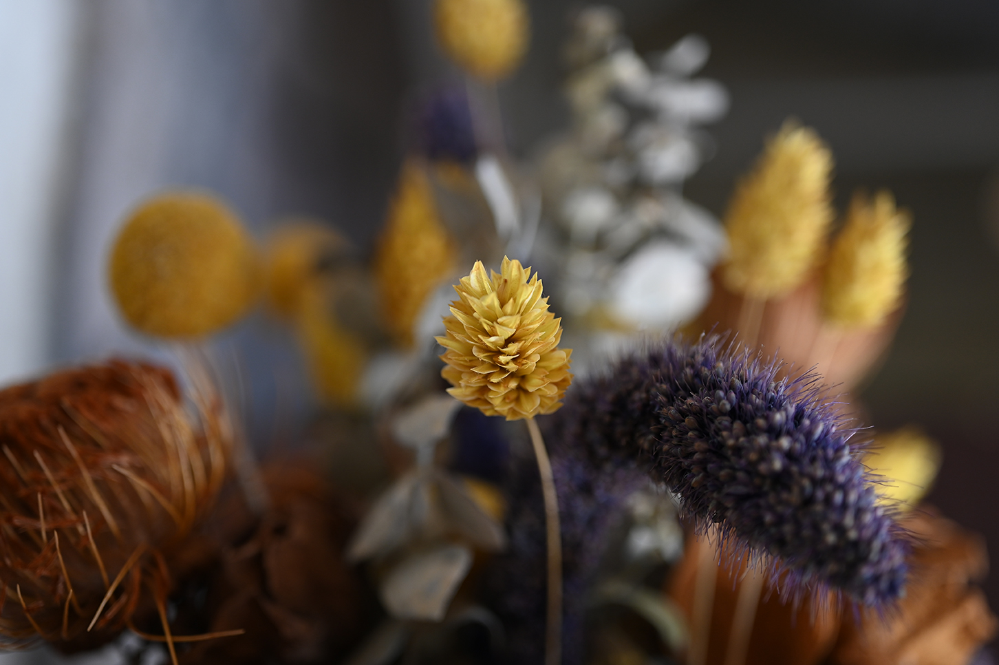 Dry flowers on a table taken on a Nikon NIKKOR Z MC 50mm f2.8 Lens