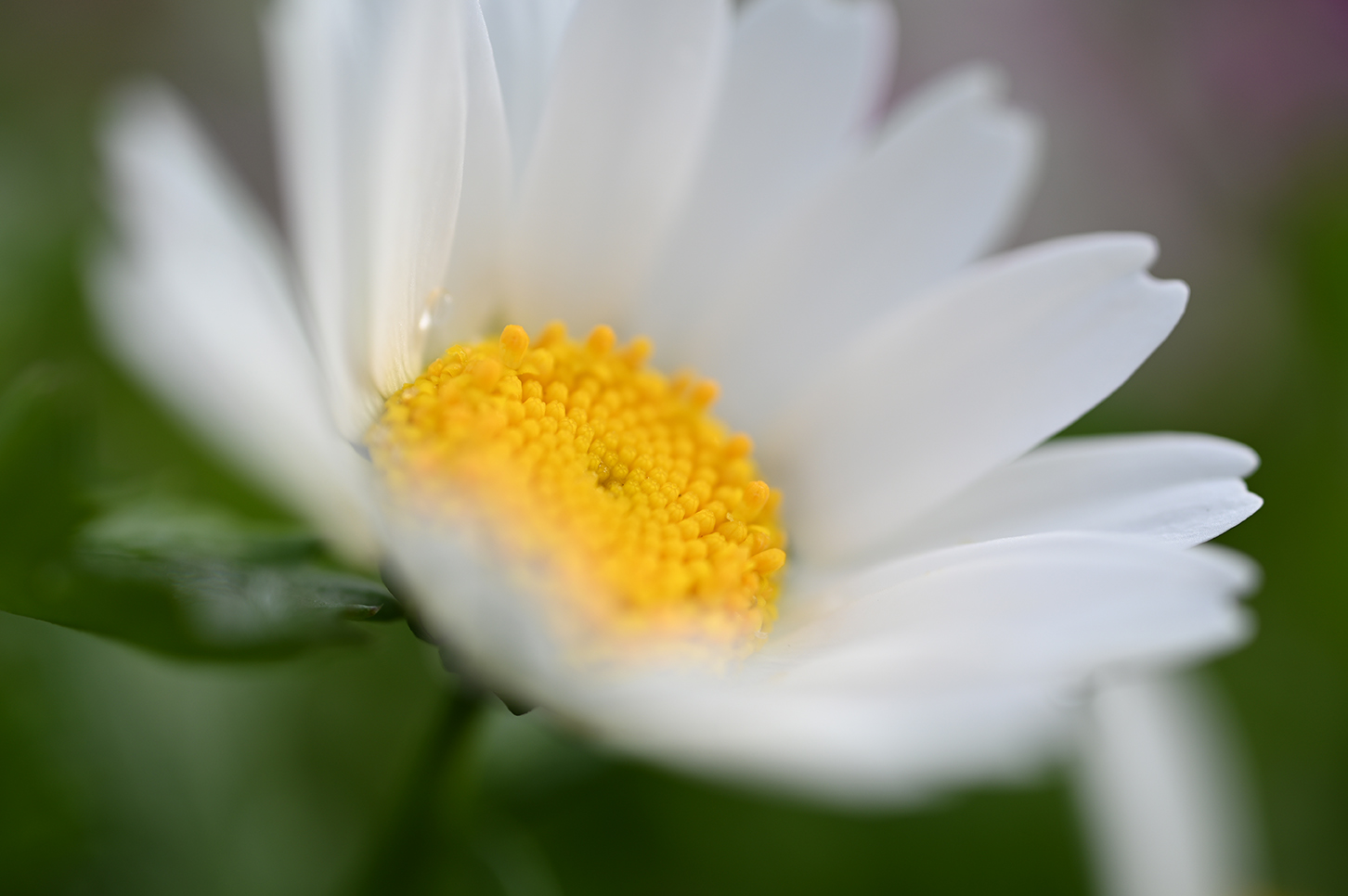 Macro photo of a daisy taken on a Nikon NIKKOR Z MC 50mm f2.8 Lens