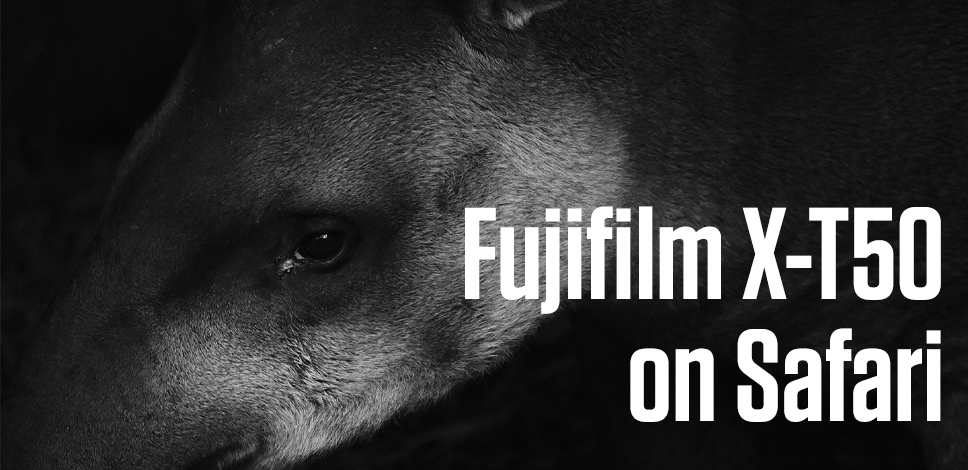 Safari Photography - A First Look into the Fujifilm X-T50