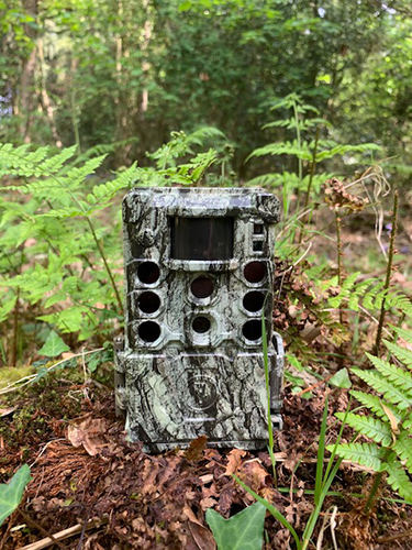 Bushnell Trail Cam