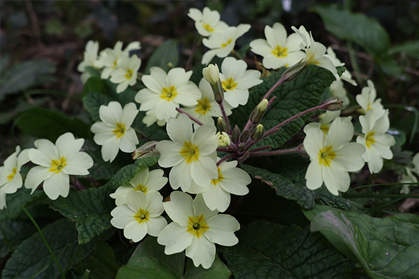 Close up photo of flowers