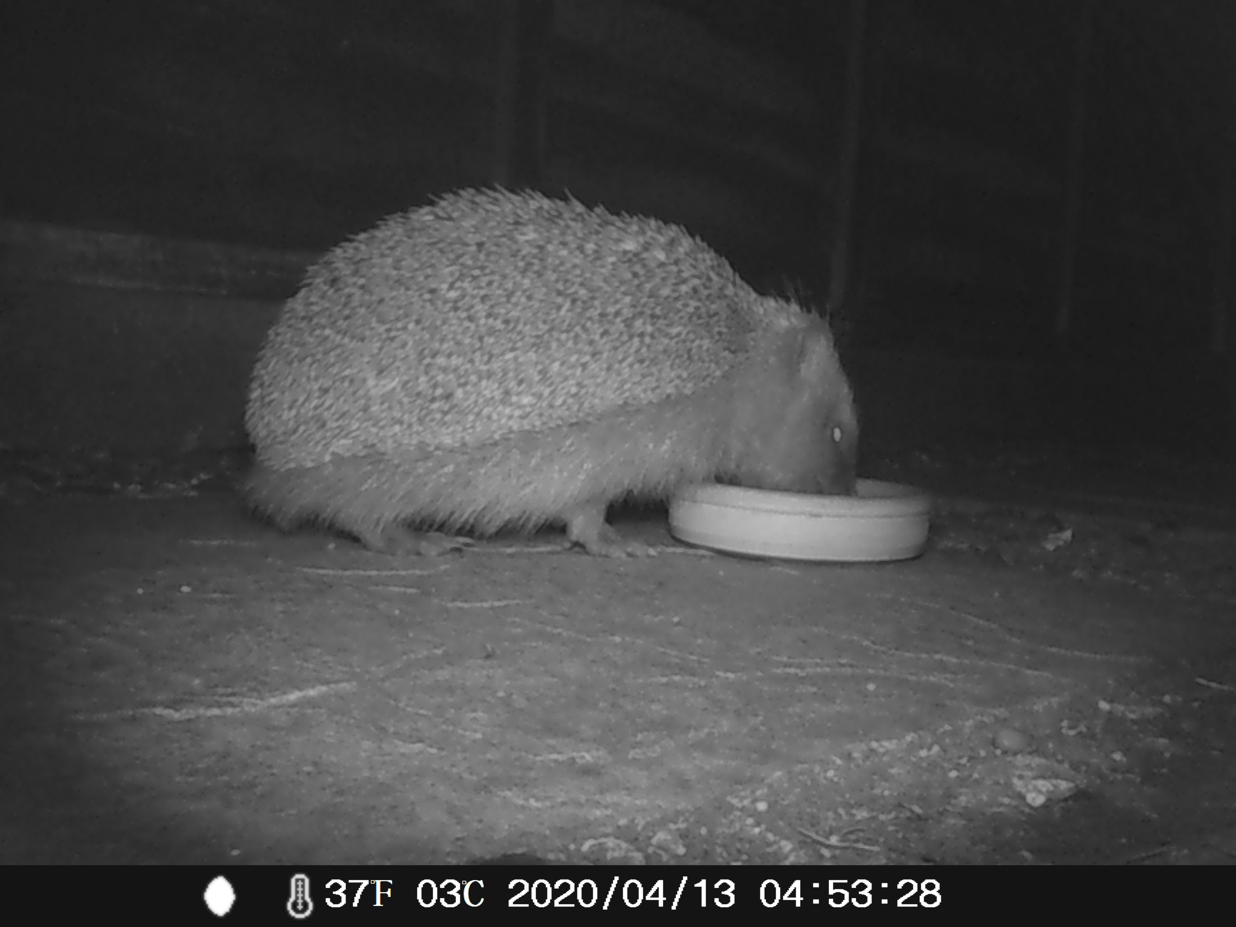 Hog's Life 6