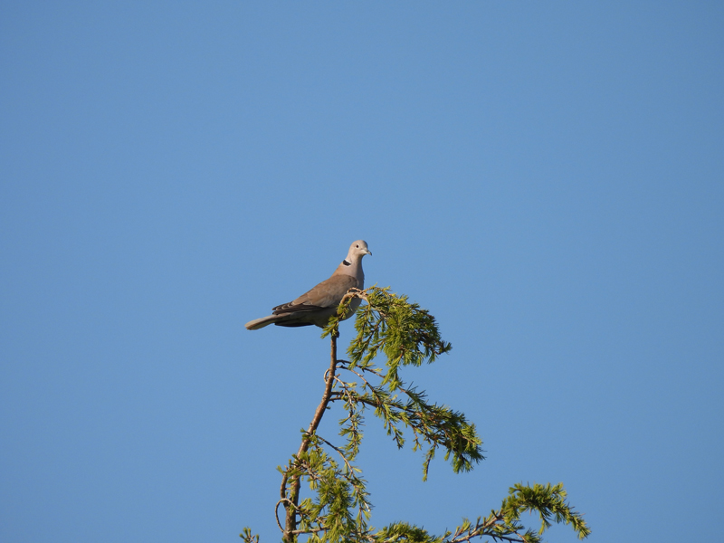 Collard Dove