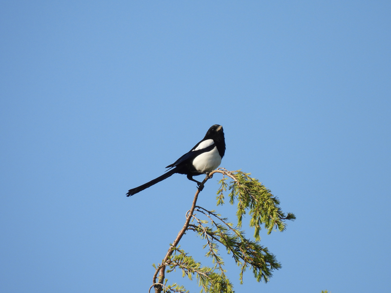 Magpie on a tree