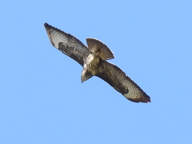 Buzzard in flight