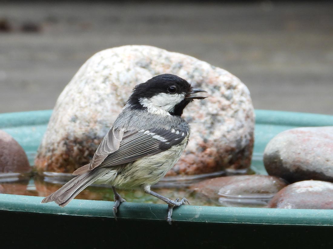 Coal Tit Quenching its Thirst