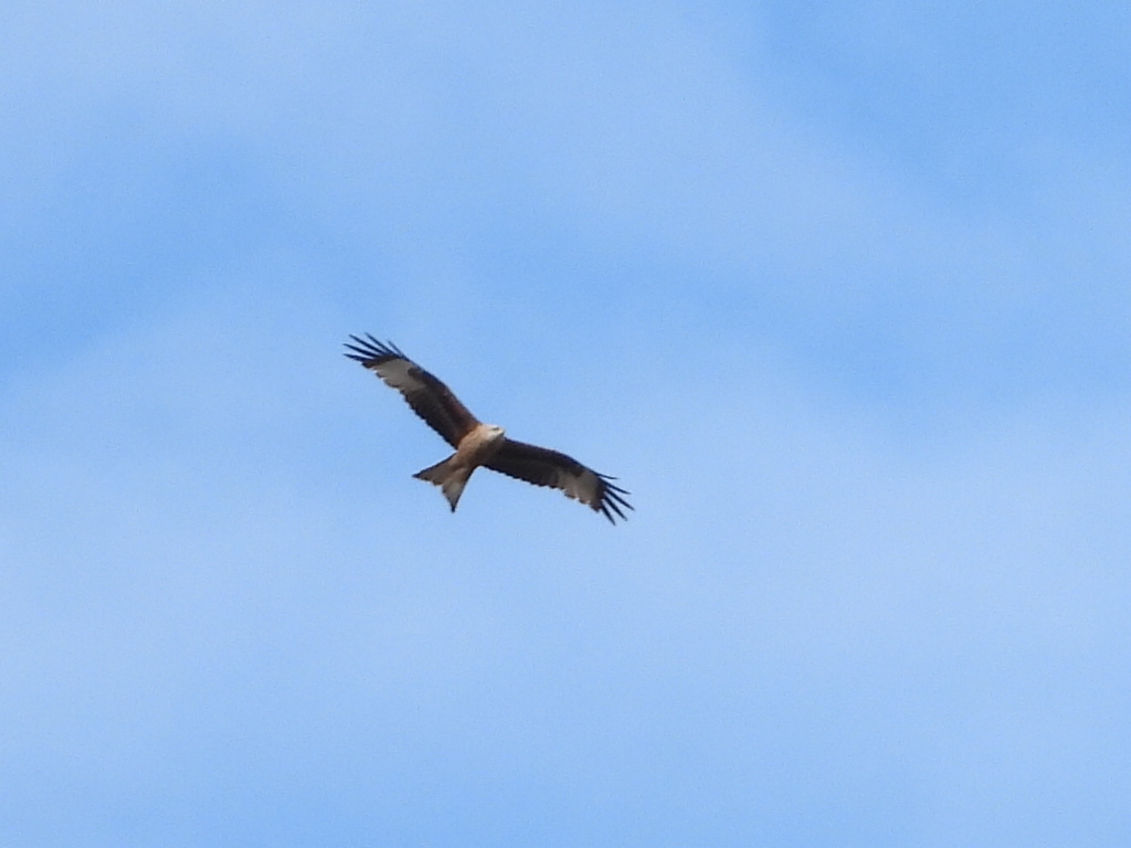 Kite in flight photo