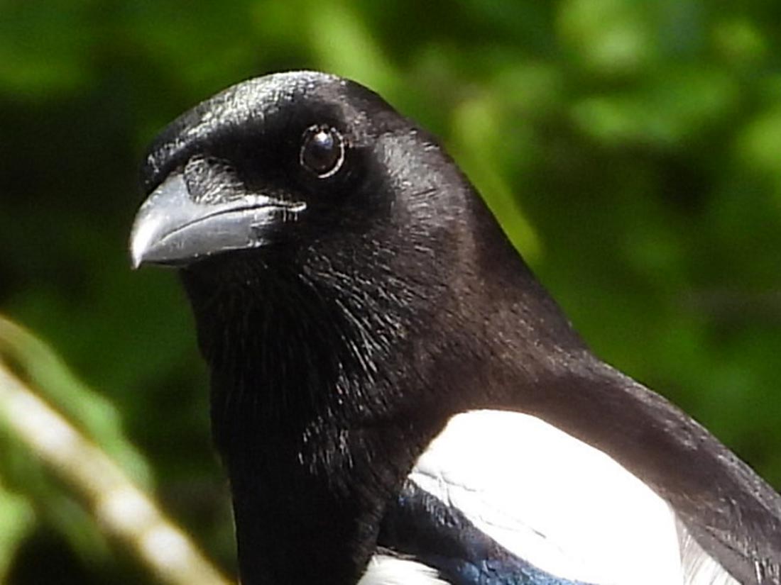 Magpie Portrait