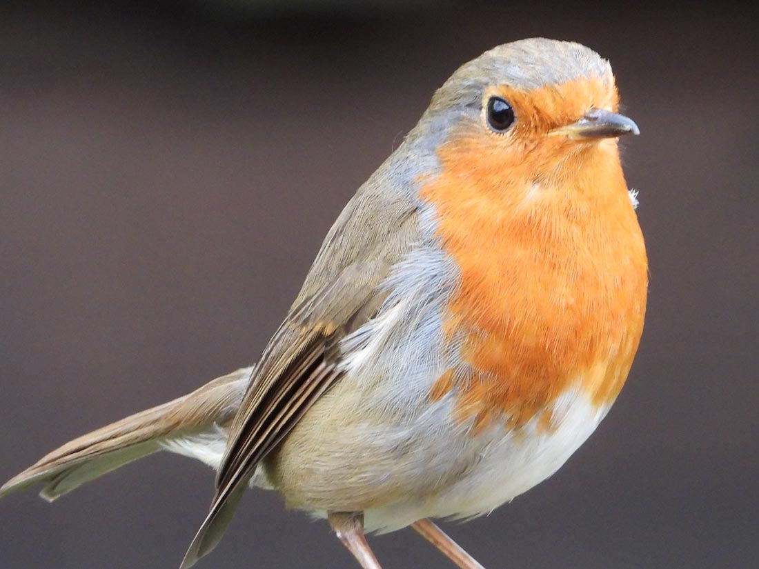 Robin Portrait