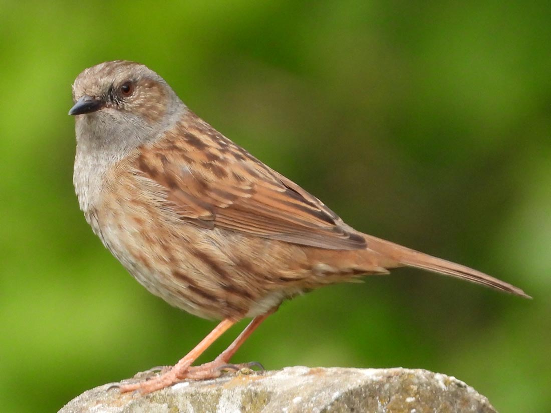 Thrush Portrait