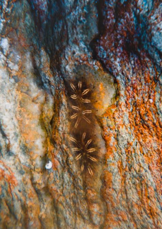 Image of Star ascidian Botryllus schlosseri