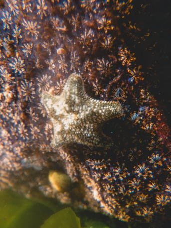 Image of a Cushion starfish Asterina gibbosa on a cluster of star ascidian colonies. 