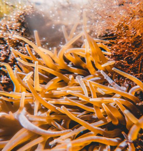 A macro photo of the snakelocks sea anemone