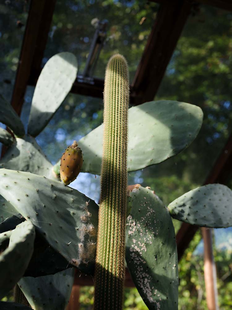 Cactus taken on Fujifilm GFX 100 II