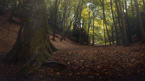 Painswick wood photographed on Fujifilm GFX 50S II