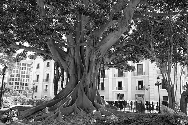 black and white picture of old olive tree in Valencia Spain