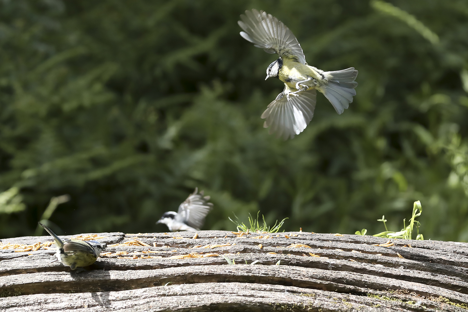 Bird photographed with Hahnel Captur Module Pro