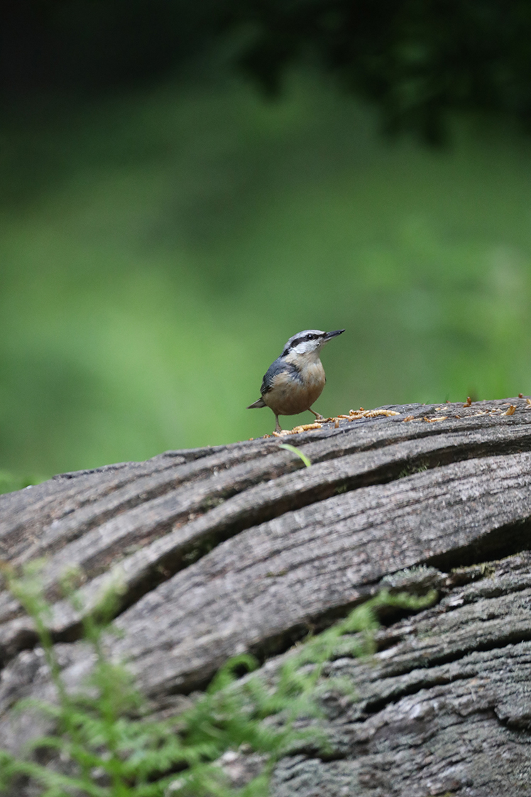 Bird photographed with Hahnel Captur Module Pro