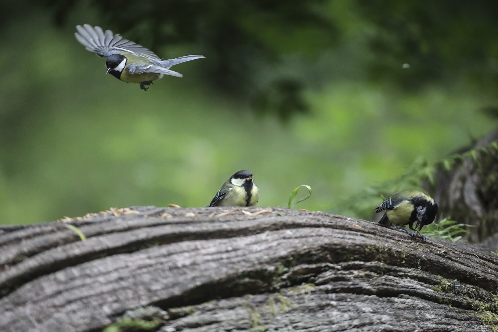 Bird photographed with Hahnel Captur Module Pro