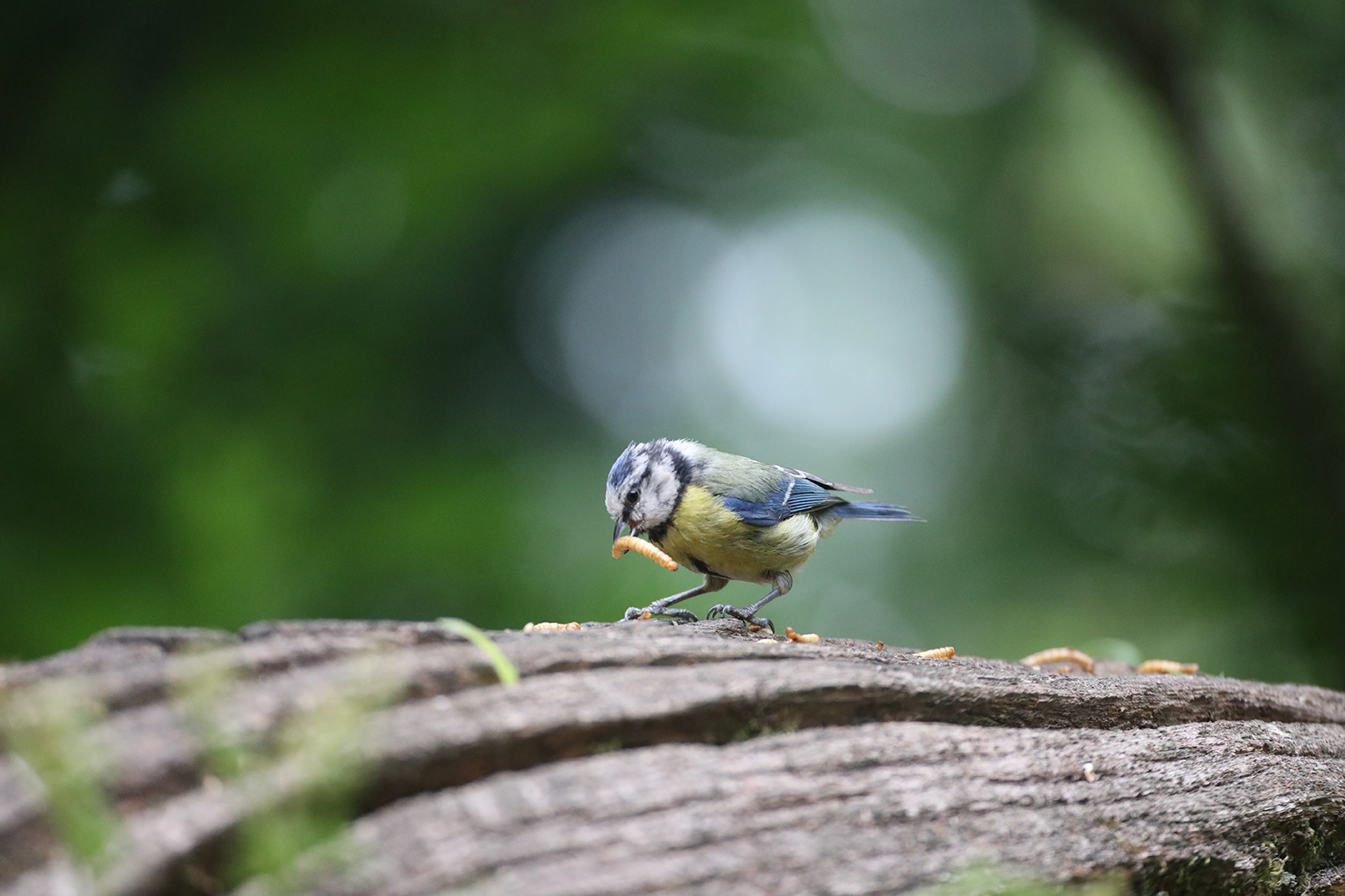 Bird photographed with Hahnel Captur Module Pro