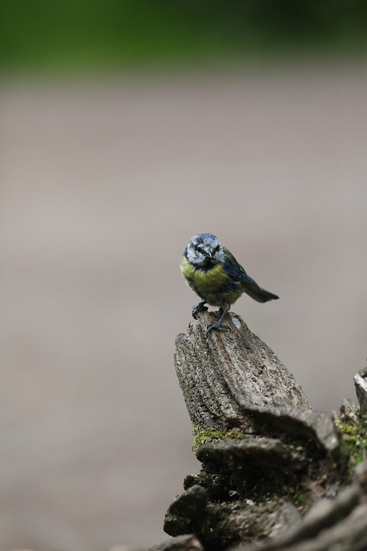 Bird photographed with Hahnel Captur Module Pro