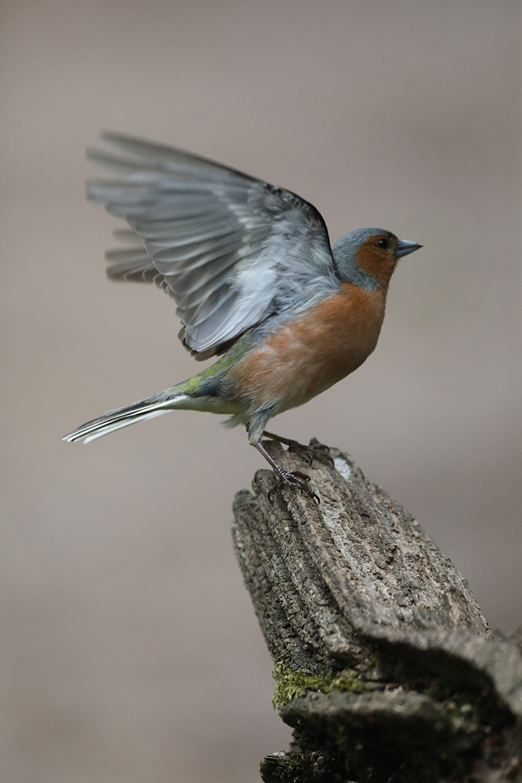 Bird photographed with Hahnel Captur Module Pro