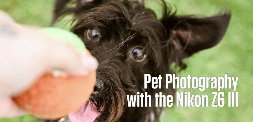 Pet Photography With The Nikon Z6 III