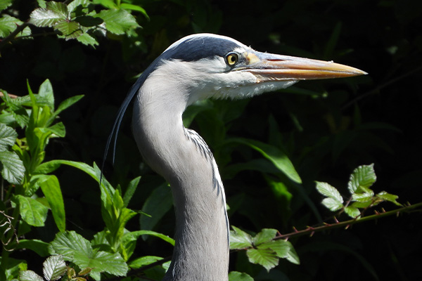 Crane photographed at 1800mm with the Nikon P1100