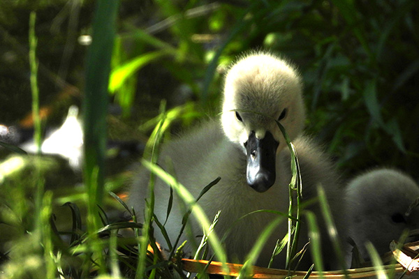 Cygnet in shadow taken with the Nikon P1100