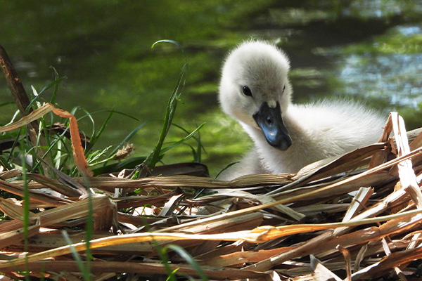 Cygnet taken with the Nikon P1100