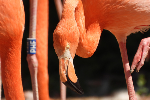 Flamingo Photographed at 3000mm with the Nikon P1100