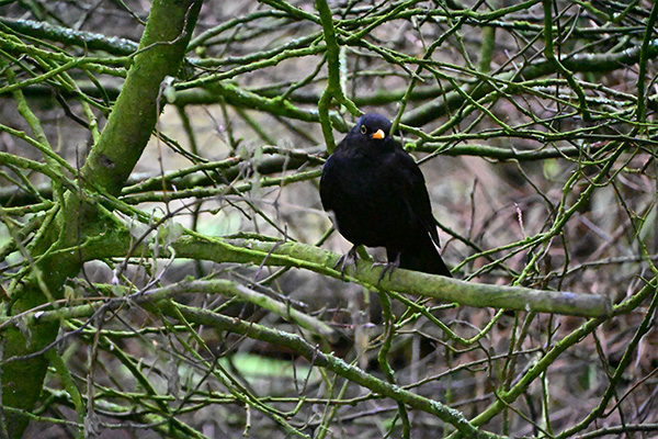 Black Bird in Tree