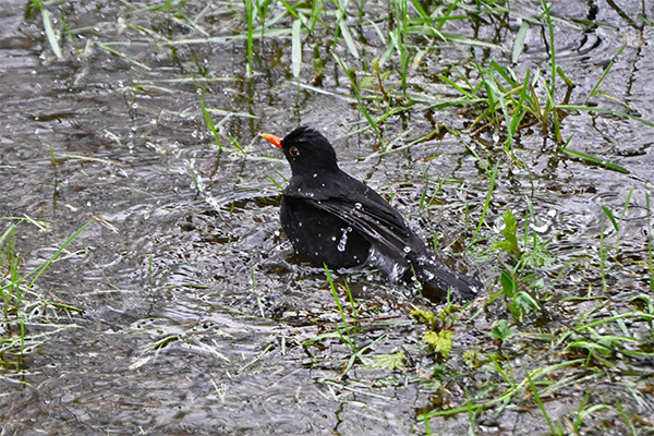 Black Bird in the Rain