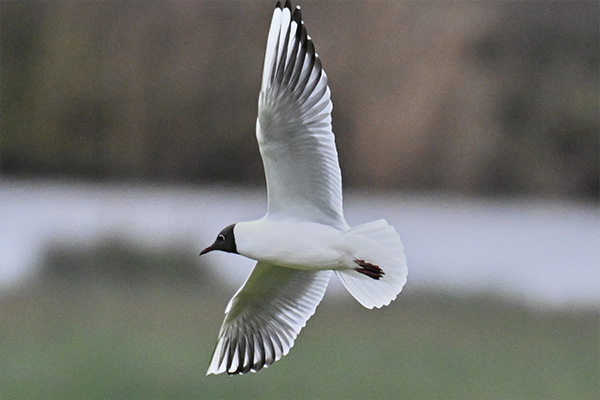Bird in Flight 2