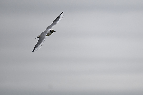 Bird in Flight