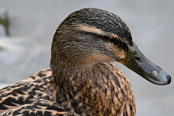 Duck Impressice Resolution