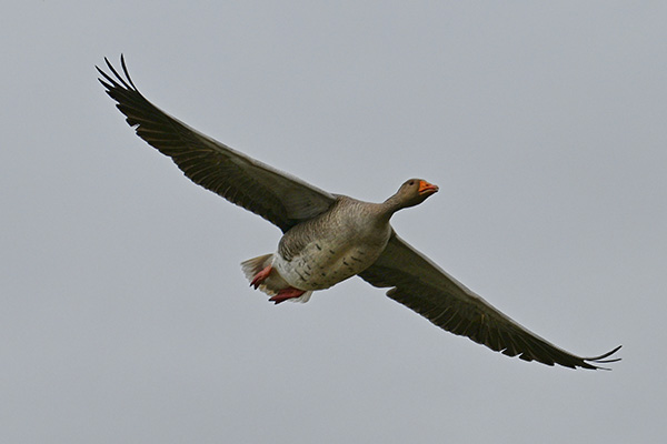 Duck in Flight