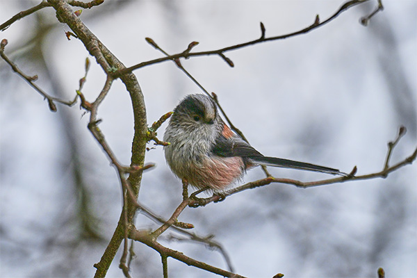 Little Bird 1