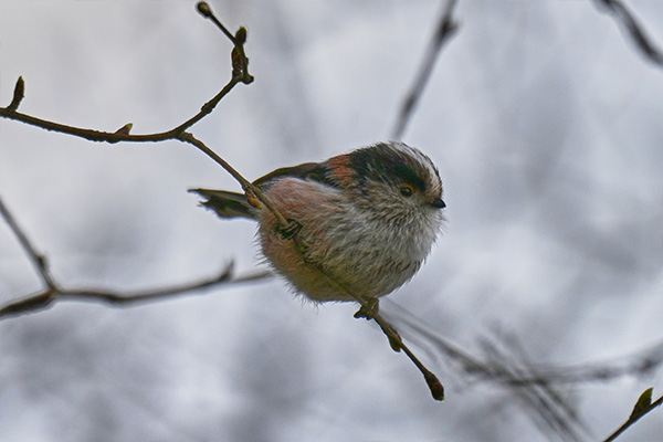 Little Bird 2