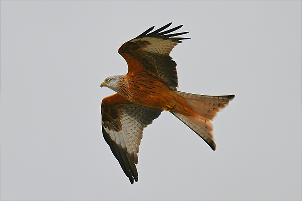 Red Kite 1