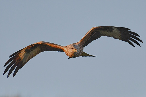 Red Kite 2